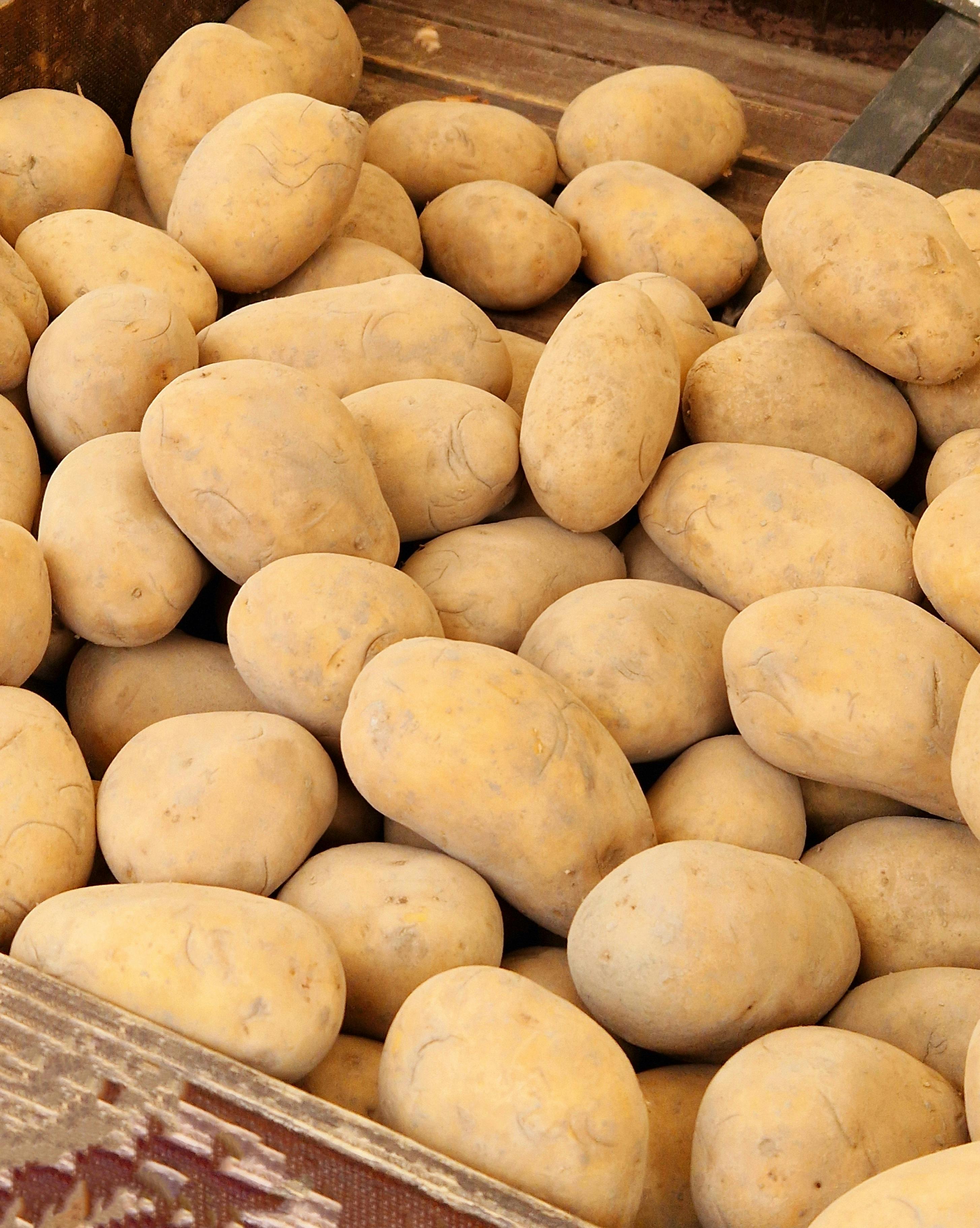 Cara Mengatasi Hama dan Penyakit Utama pada Tanaman Kentang